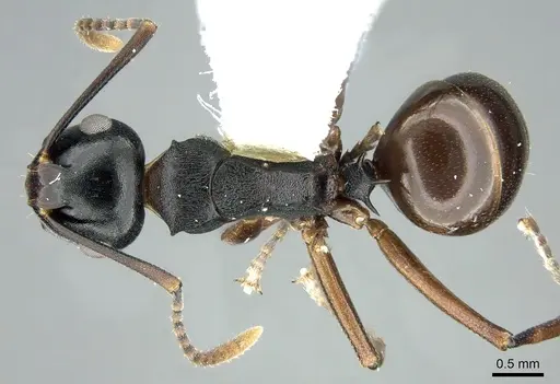 Polyrhachis aequalis specimen