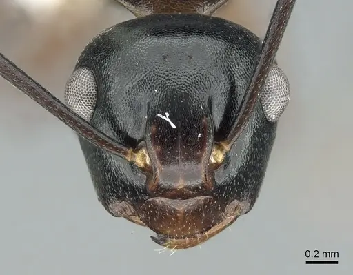 Polyrhachis aequalis specimen