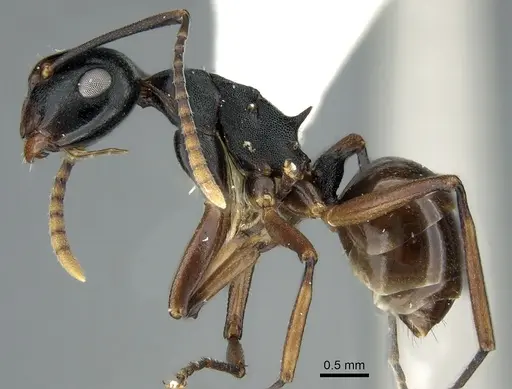 Polyrhachis aequalis specimen