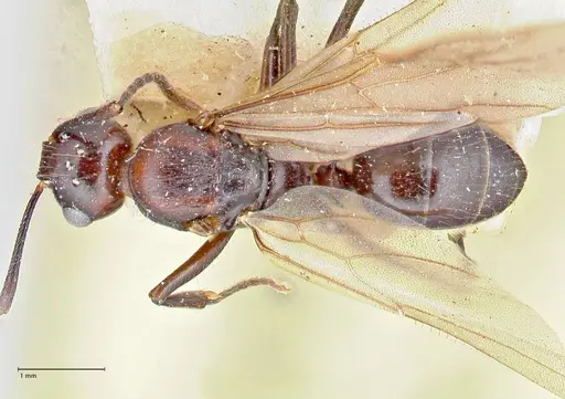 Polyrhachis agesilas specimen
