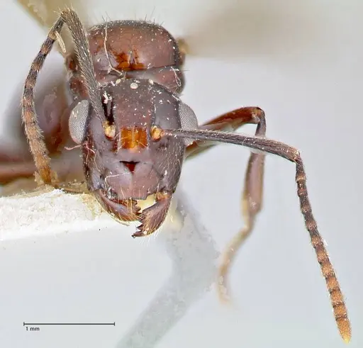 Polyrhachis agesilas specimen