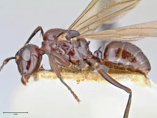 Polyrhachis agesilas specimen