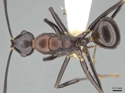 Polyrhachis alata specimen