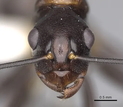 Polyrhachis alata specimen