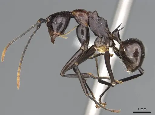 Polyrhachis alata specimen