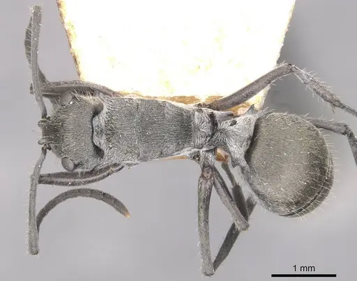 Polyrhachis alatisquamis specimen