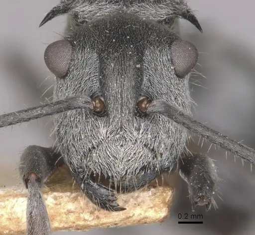 Polyrhachis alatisquamis specimen