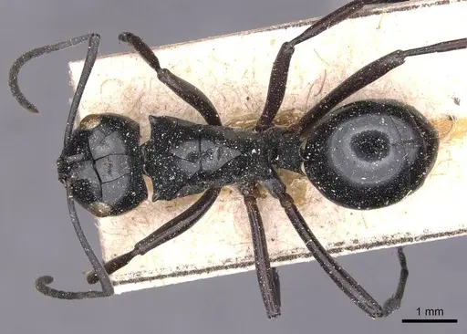 Polyrhachis albertisi specimen