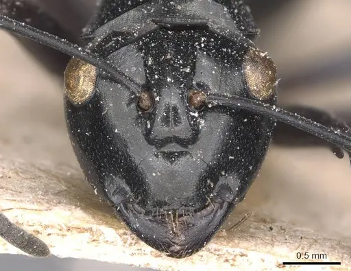 Polyrhachis albertisi specimen