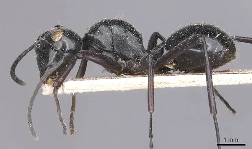 Polyrhachis albertisi specimen