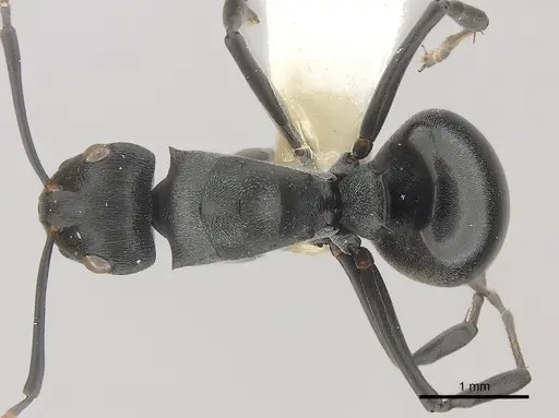 Polyrhachis alexisi specimen