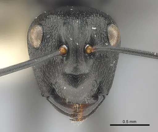 Polyrhachis alexisi specimen