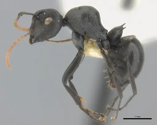 Polyrhachis alexisi specimen
