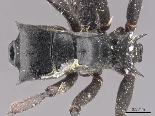 Polyrhachis alluaudi - CASENT0905619