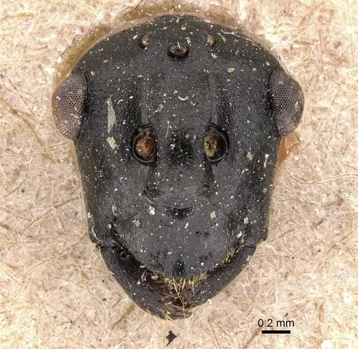 Polyrhachis alluaudi - CASENT0905619