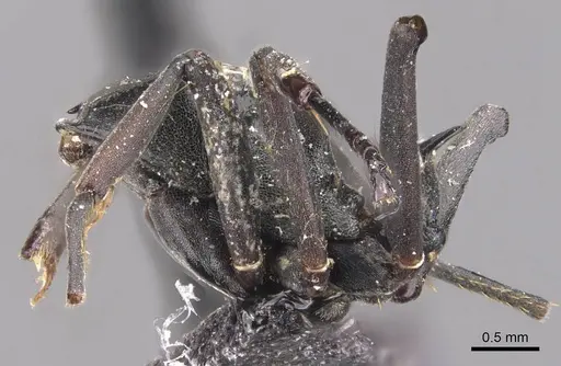 Polyrhachis alluaudi - CASENT0905619