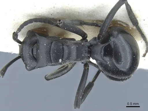 Polyrhachis alluaudi - CASENT0906836