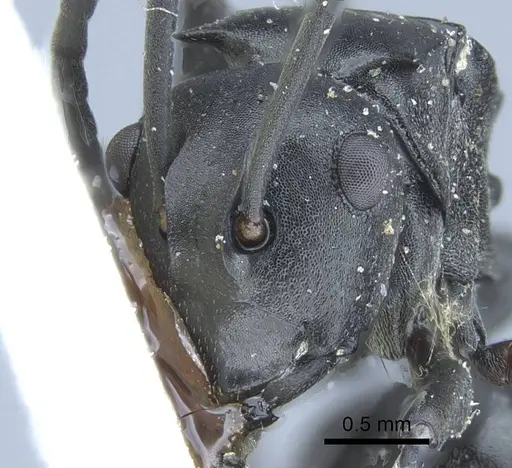 Polyrhachis alluaudi - CASENT0906836