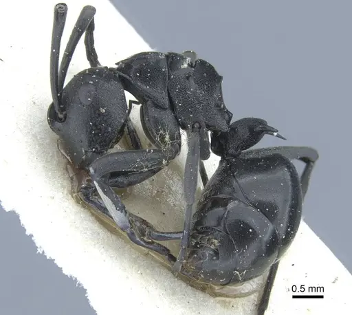 Polyrhachis alluaudi - CASENT0906836