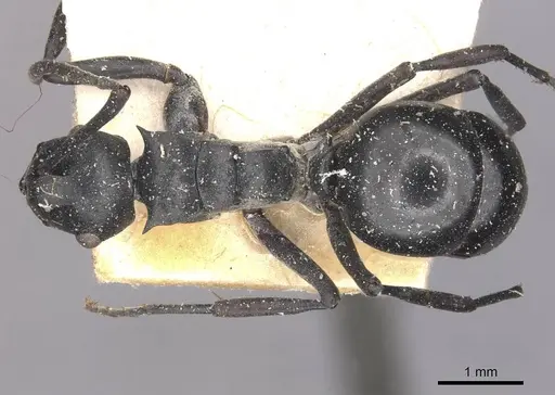 Polyrhachis alluaudi - CASENT0910942