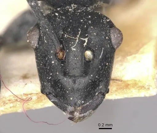 Polyrhachis alluaudi - CASENT0910942