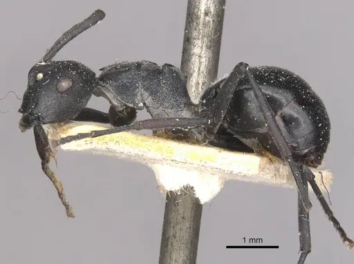 Polyrhachis alluaudi - CASENT0910942