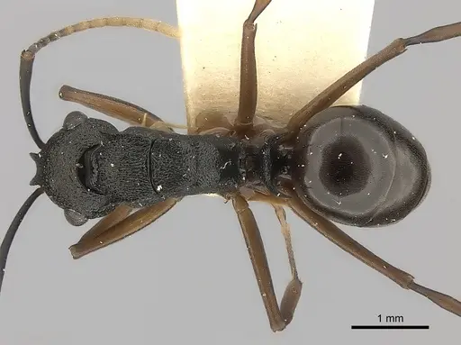 Polyrhachis alphea specimen