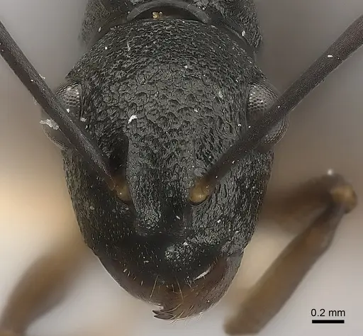 Polyrhachis alphea specimen