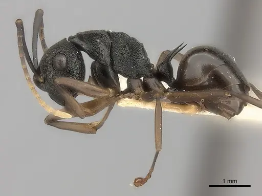 Polyrhachis alphea specimen