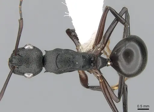 Polyrhachis alphea - CASENT0281414