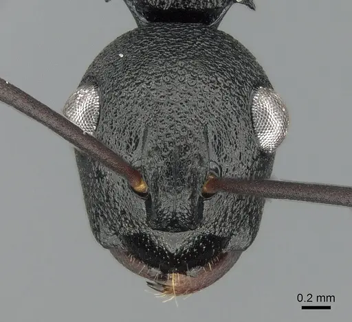 Polyrhachis alphea - CASENT0281414