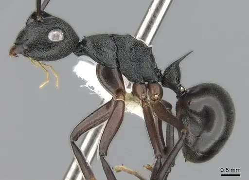 Polyrhachis alphea - CASENT0281414