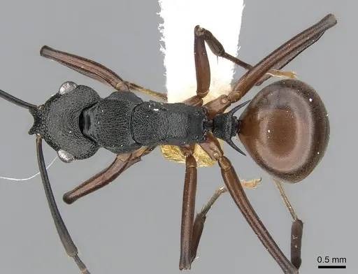 Polyrhachis alphea - CASENT0281415
