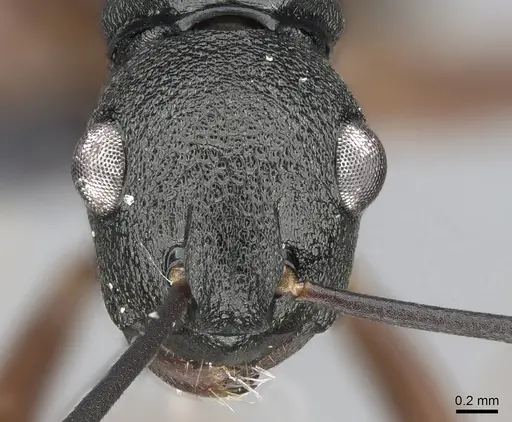 Polyrhachis alphea - CASENT0281415