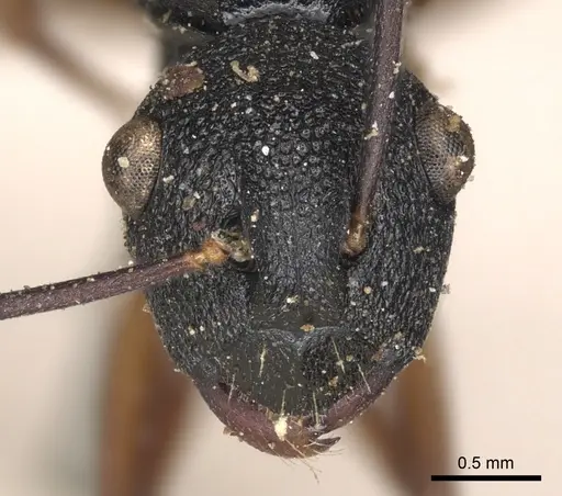 Polyrhachis alphea - CASENT0901816