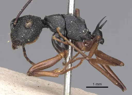 Polyrhachis alphea - CASENT0901816