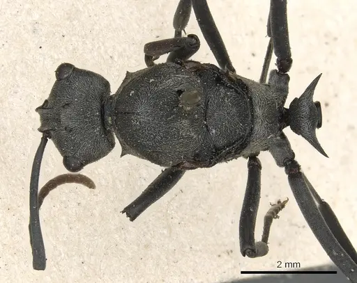 Polyrhachis alphena specimen
