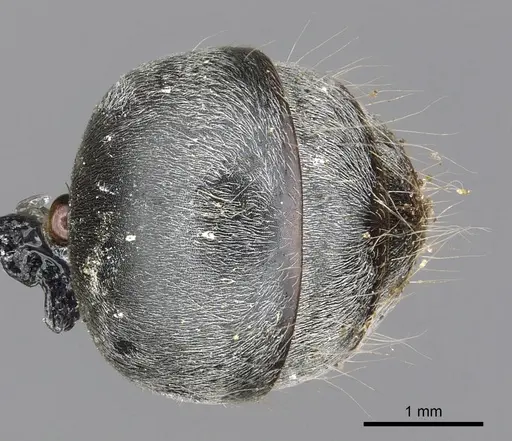 Polyrhachis alphena specimen