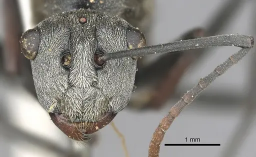 Polyrhachis alphena specimen