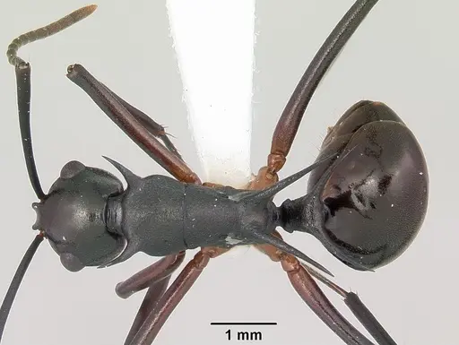 Polyrhachis amana specimen