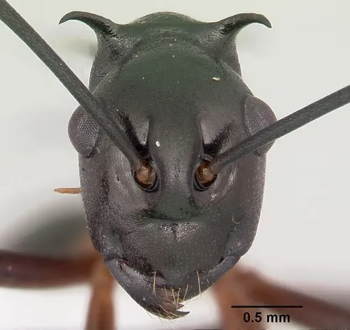 Polyrhachis amana specimen