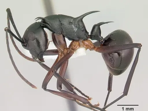 Polyrhachis amana specimen