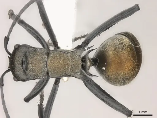 Polyrhachis ammon specimen
