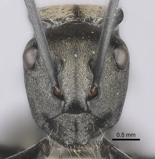 Polyrhachis ammon specimen