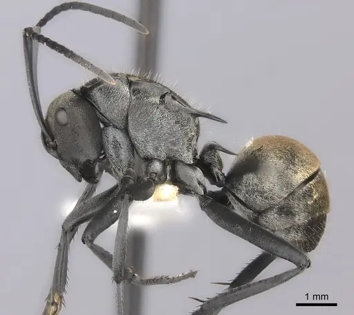 Polyrhachis ammon specimen