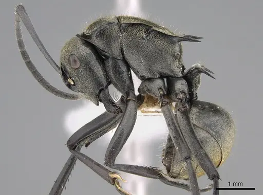 Polyrhachis ammon - CASENT0887779