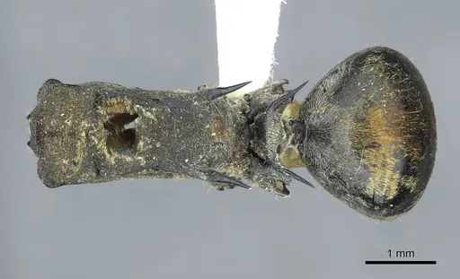 Polyrhachis ammon - CASENT0910800