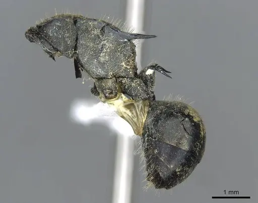 Polyrhachis ammon - CASENT0910800