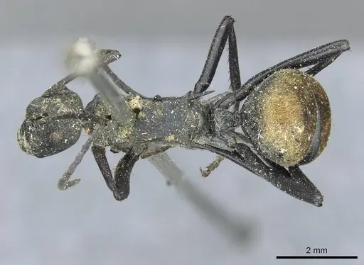 Polyrhachis ammon - CASENT0910801