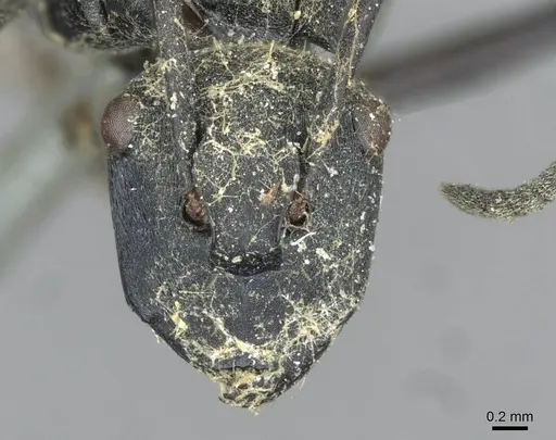 Polyrhachis ammon - CASENT0910801